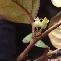 Elaeagnus latifolia L.